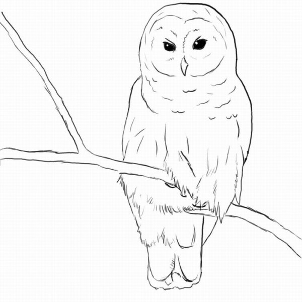 Полярная Сова раскраска для детей