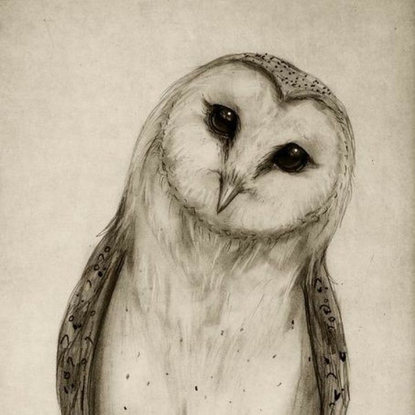 Сова сипуха арт