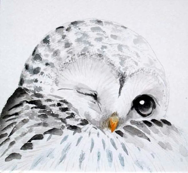 Сова в полете арт