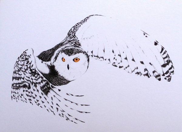 Полярная Сова арт