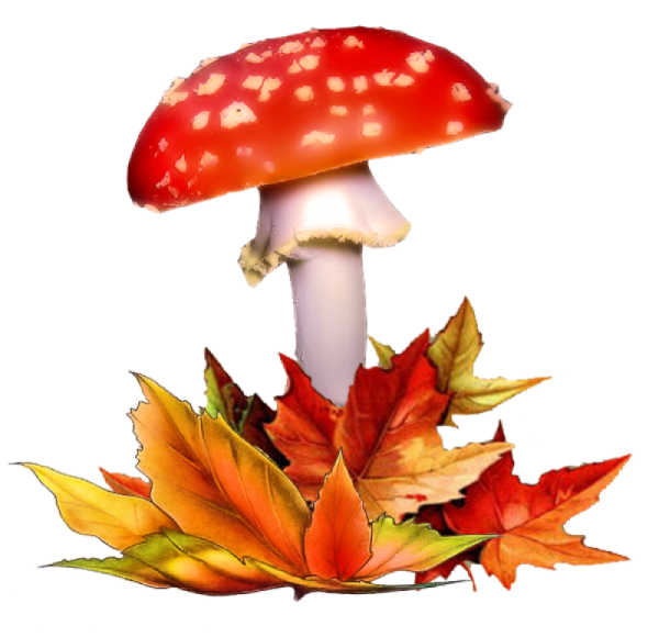 Грибы иллюстрации