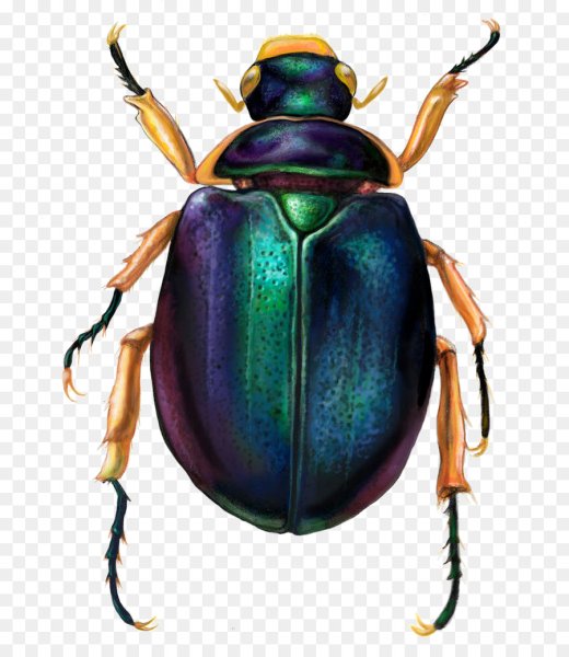 Жук скарабей