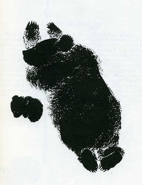 Евгений Чарушин литографии