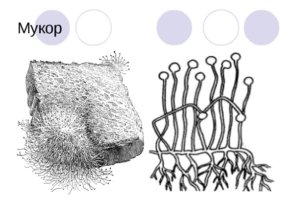 Плесневого гриба мукор