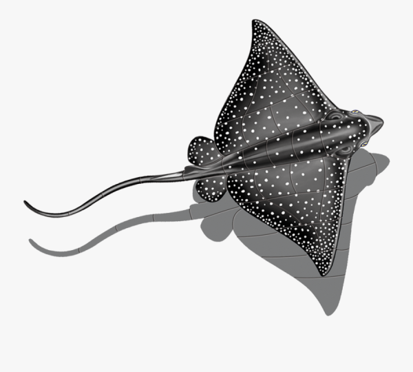 Рыба Скат сбоку