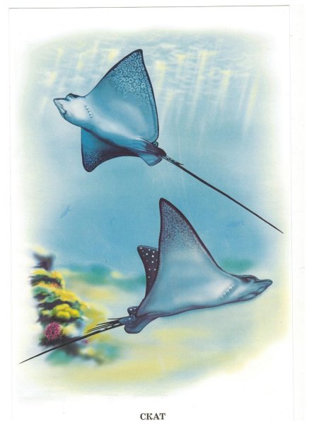 Скат картина