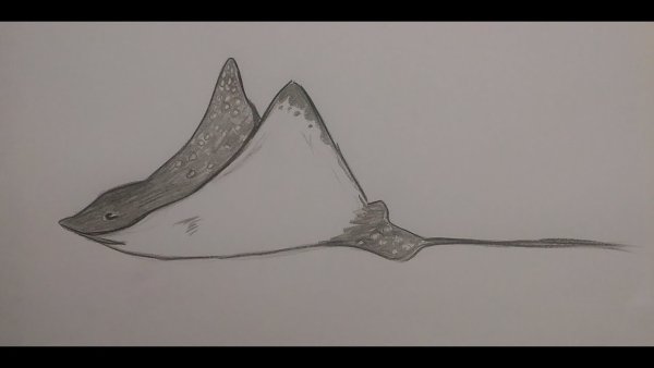 Скат нарисовать карандашом