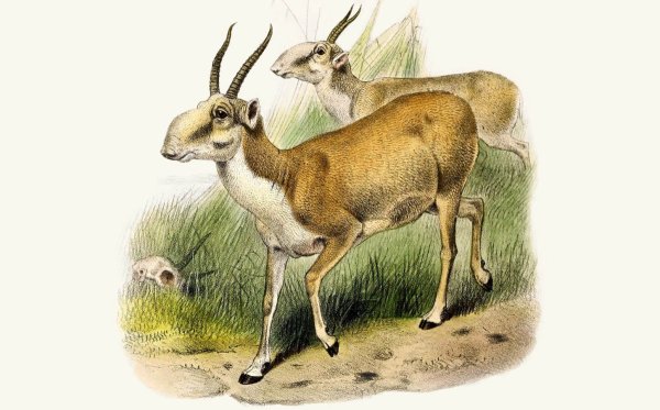 Живопись сайгака