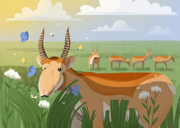 Сайгак для детей