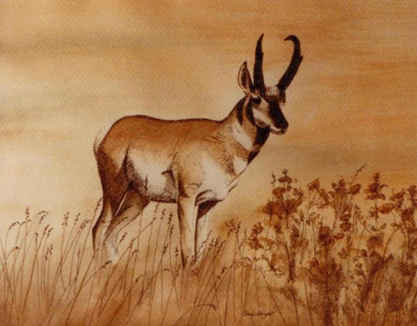 Живопись сайгака