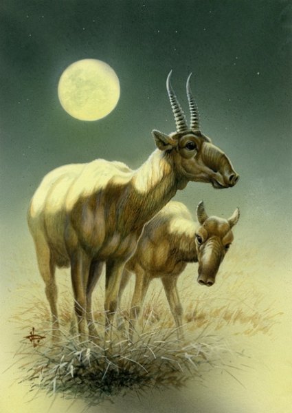 Живопись сайгака