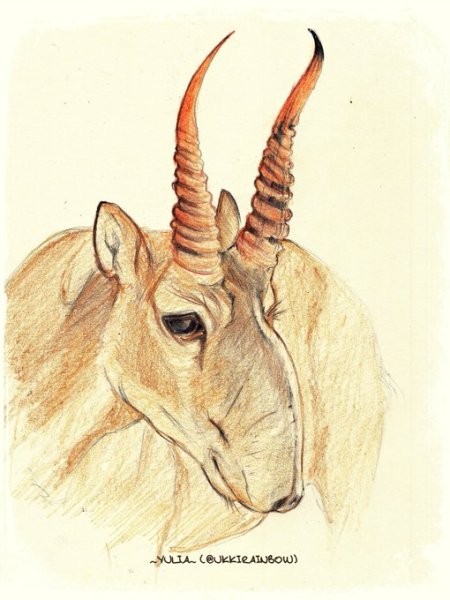 Глаза сайгака