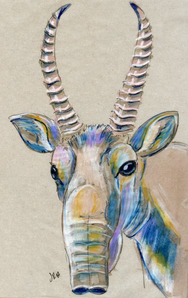 Голова сайгака