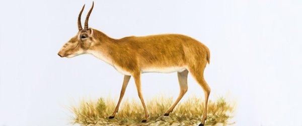 Антилопа на белом фоне