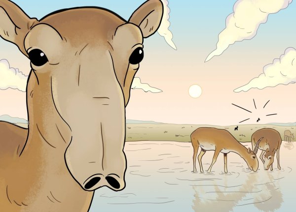 Сайгак рисунок для детей