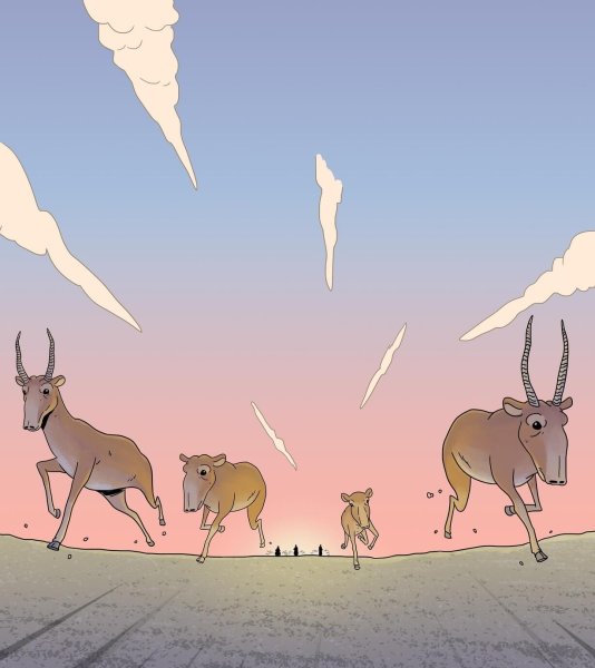 Живопись сайгака