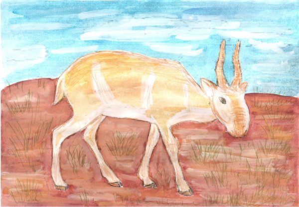 Сайгаки в Калмыкии рисунки