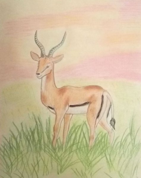 Дзерен Procapra gutturosa