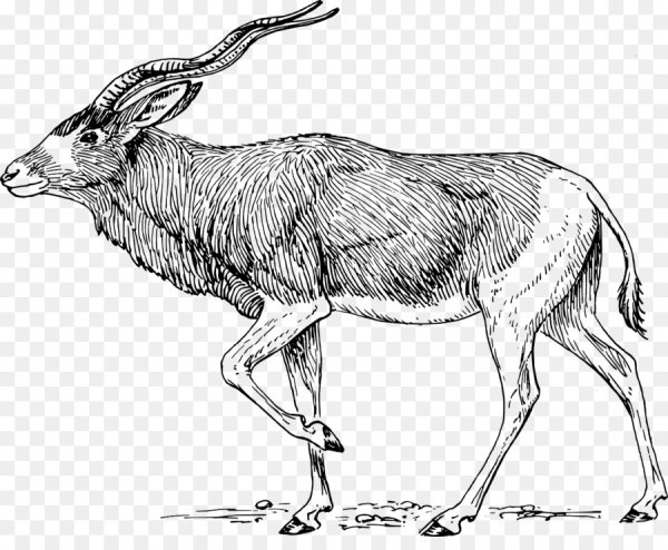 Сайгак раскраска