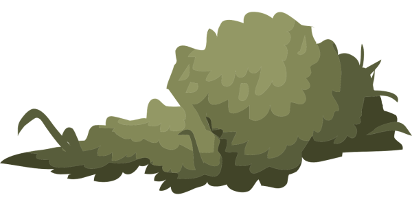 Кустарники для детей