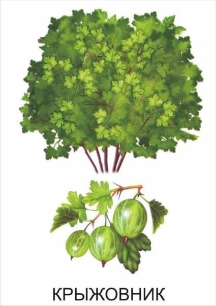 Кустарники мультяшные