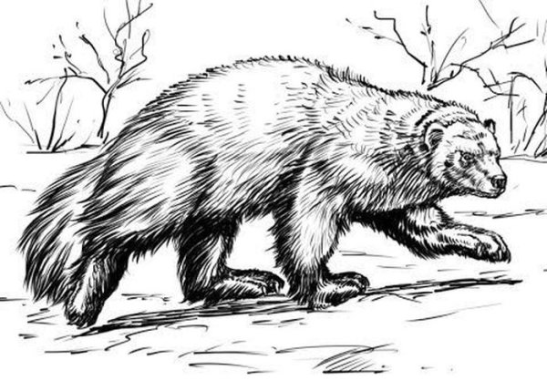 Росомаха животное раскраска