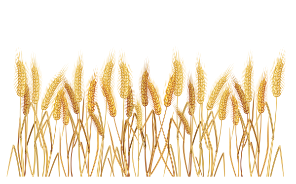 Колосья пшеницы
