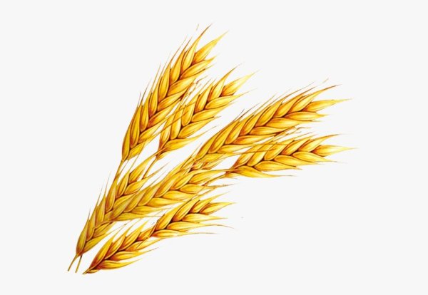 Пшеничка колосок