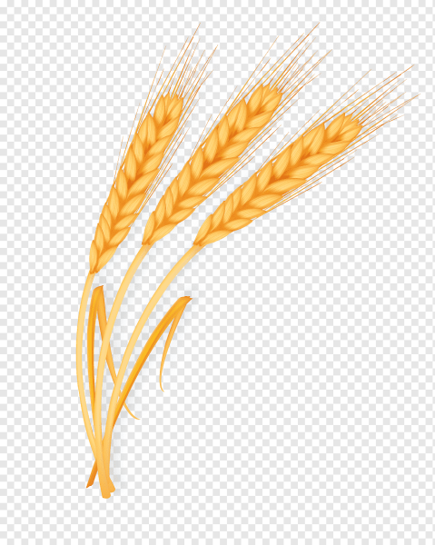 Колосок пшеницы