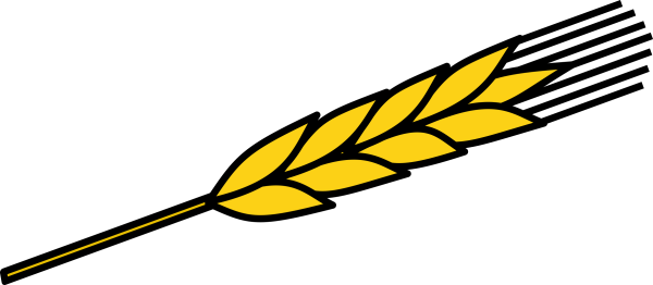 Колос пшеницы рисунок