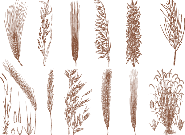 Пшеница референс