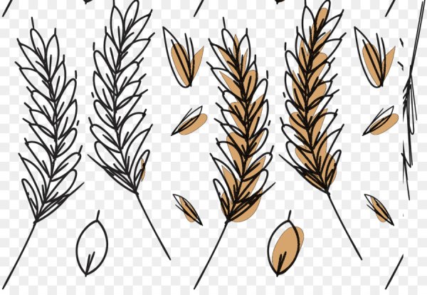 Нарисовать пшеницу