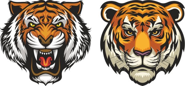 Тигр голова