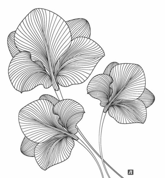 Цветы в графике