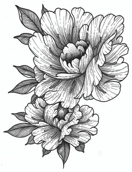 Цветы эскиз