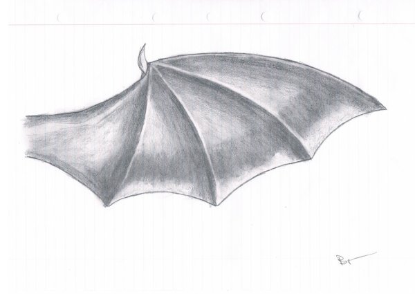 Крылья дракона