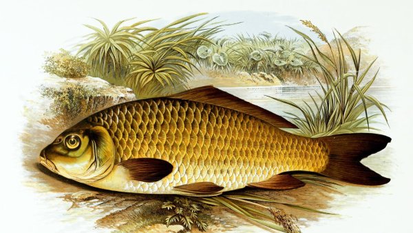 Сазан (Cyprinus Carpio)