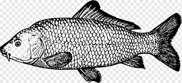 Карп вектор сбоку