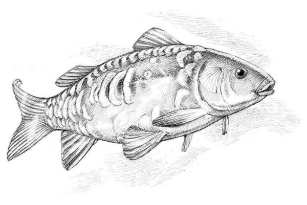 Карп раскраска