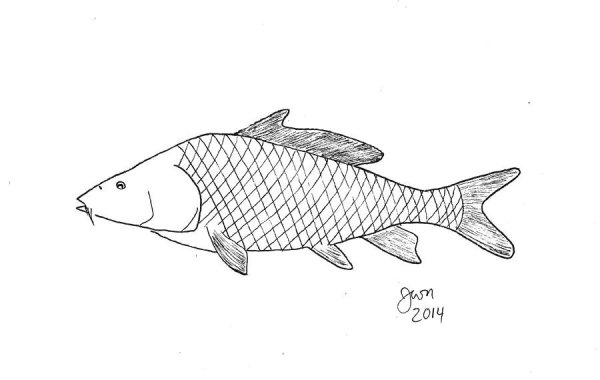 Рисование карпа