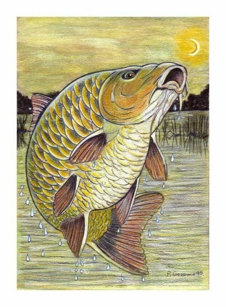 Карп нарисованный
