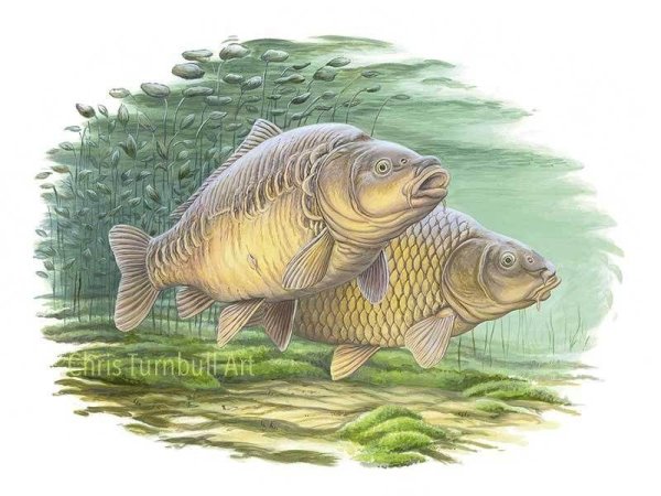 Рыба Карп картина