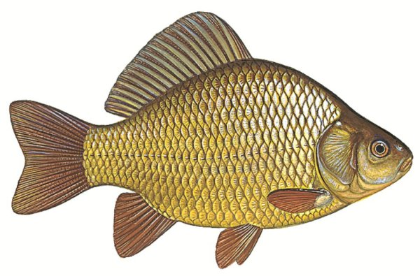 Карасик рыба