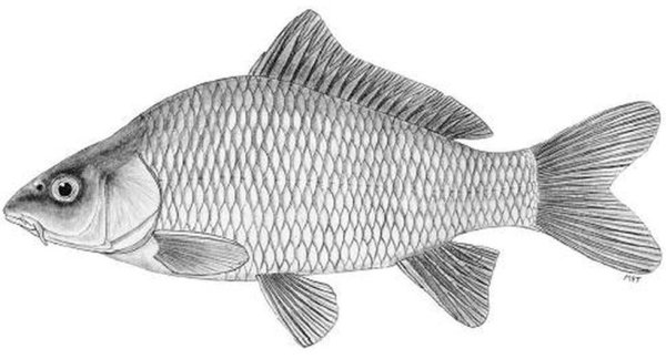 Карп Cyprinus Carpio рисунок