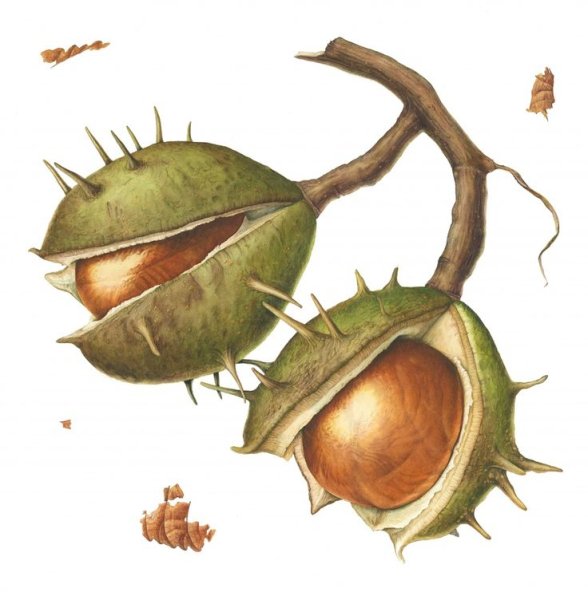 Ботаническая иллюстрация конский каштан