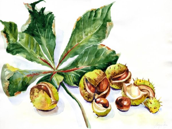 Конский каштан.Ботаническая живопись