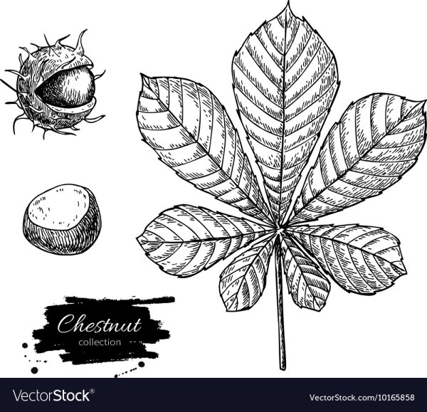 Лист каштана вектор