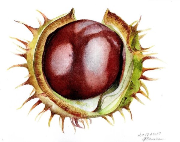 Конский каштан.Ботаническая живопись