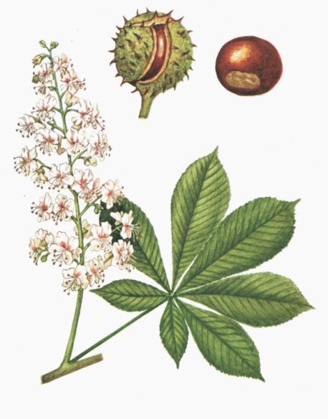 Каштан конский (Aesculus)