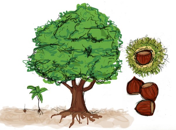 Каштан дерево для детей